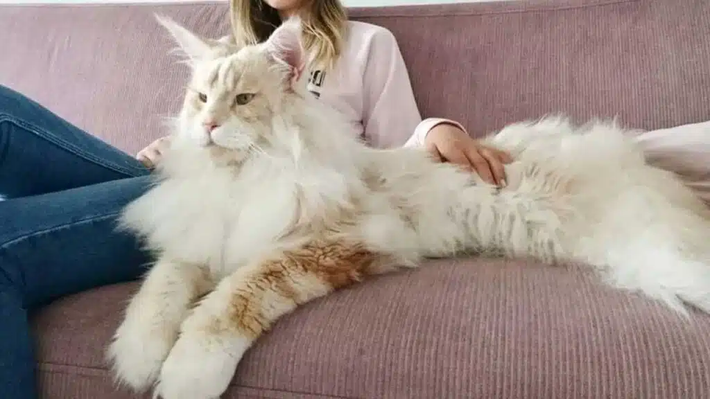 ce qu’il faut savoir sur la race de chien maine coon