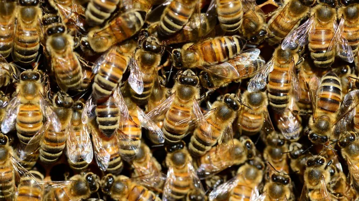 Comment réussir l’élevage des abeilles ?